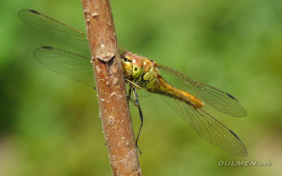 Moustached Darter (Female, Sympetrum vulgatum)